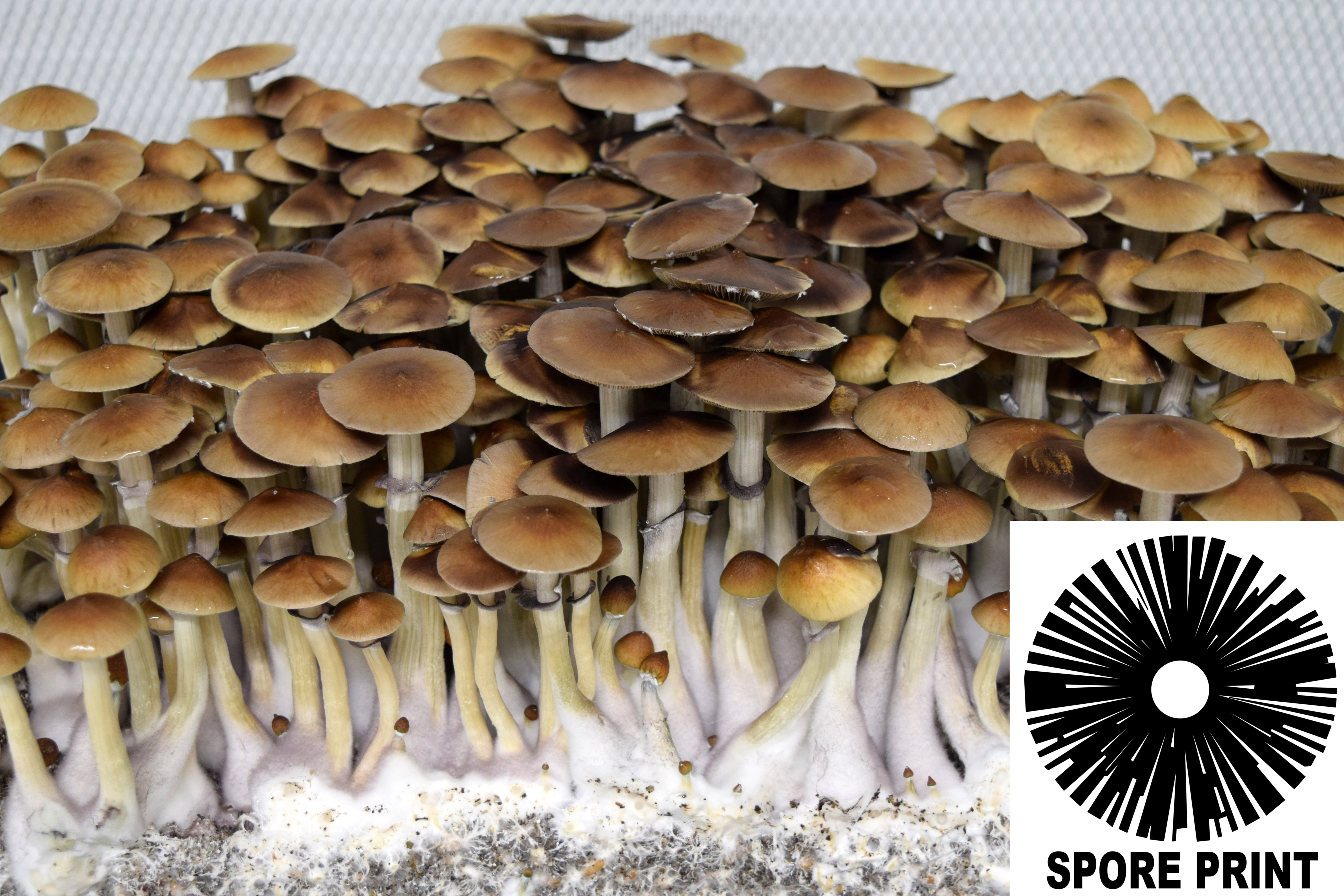 Psilocybe cubensis : Koh Samui Spore Print